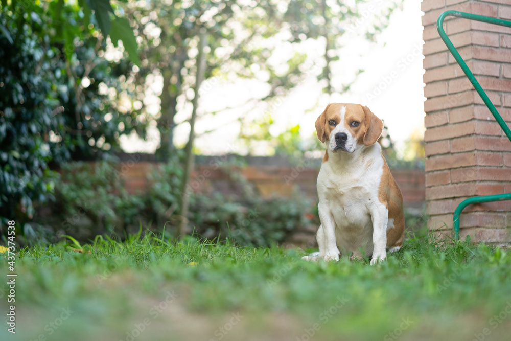 An adult beagle looking at the camera in the garden