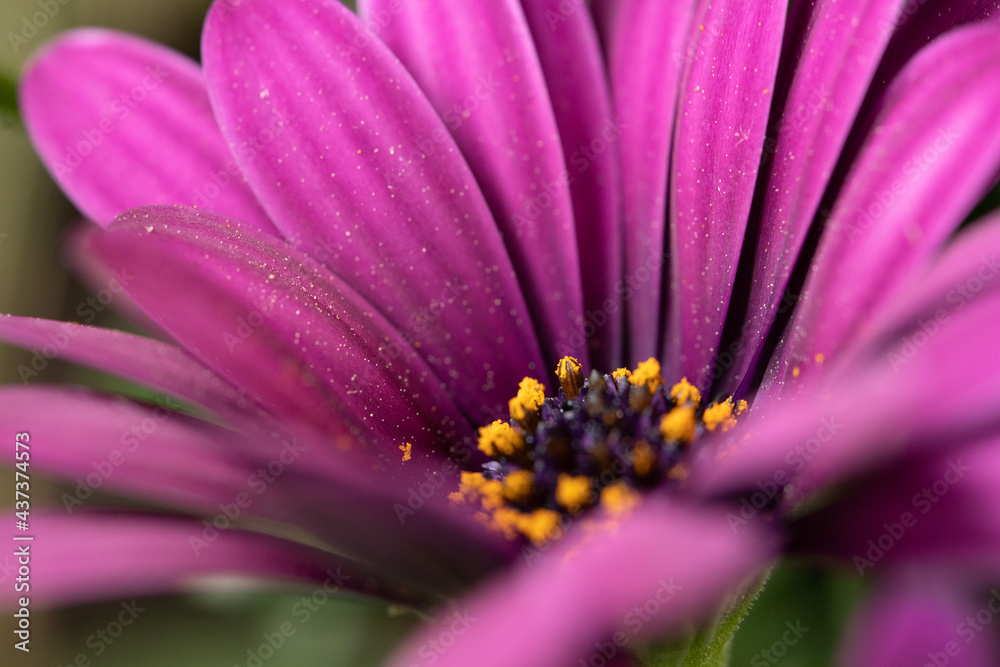 Osteospermum ecklonis, close-up of a beautiful purple flower Osteospermum ecklonis, close-up of a beautiful purple flower