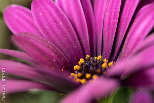 Osteospermum ecklonis, close-up of a beautiful purple flower