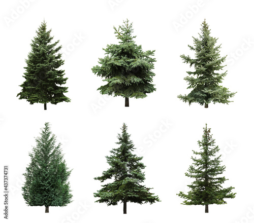 Beautiful evergreen fir trees on white background  collage
