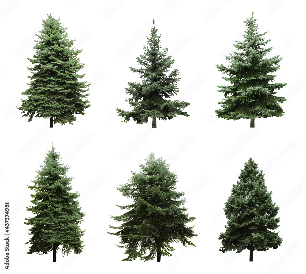 Fototapeta premium Beautiful evergreen fir trees on white background, collage