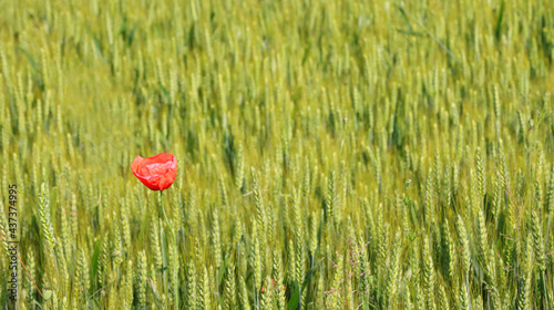 red poppy in the wheat field with green not yet ripe ears and in the Plain