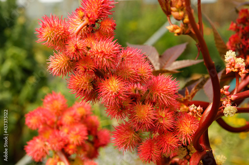 Fruits of Castor oil. Ricinus communis.