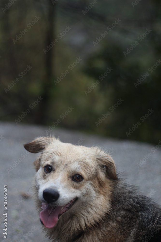 portrait of a dog portrait of a dog
