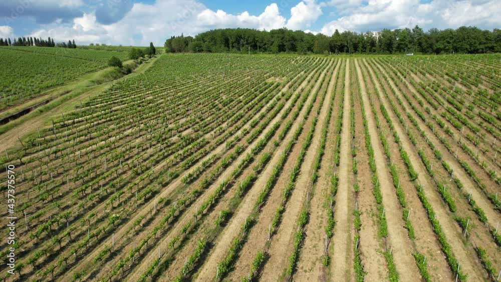 Aerial shot of rows of young green vineyards and blue cloudy sky in Tuscany in the Chianti Classico Area. Italy