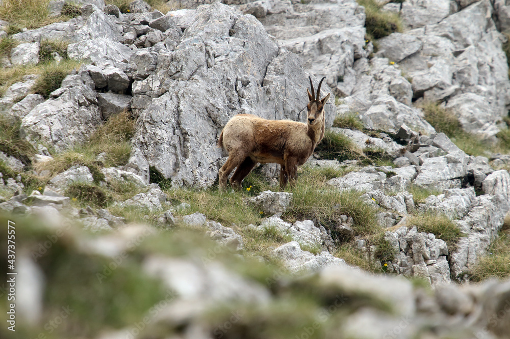 Picinisco, Italy - June 2, 2021: The chamois of the Abruzzo Lazio and Molise National Park near Passo dei Monaci Picinisco, Italy - June 2, 2021: The chamois of the Abruzzo Lazio and Molise National Park near Passo dei Monaci