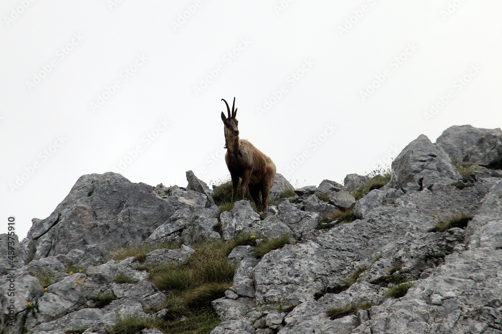 Picinisco, Italy - June 2, 2021: The chamois of the Abruzzo Lazio and Molise National Park near Passo dei Monaci Picinisco, Italy - June 2, 2021: The chamois of the Abruzzo Lazio and Molise National Park near Passo dei Monaci