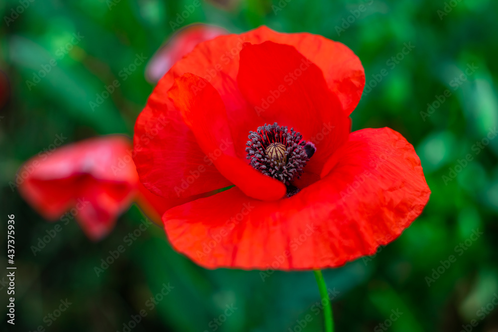 Wild red poppy flower close-up in green grass. Beautiful summer wallpaper, floral pattern, nature background. Growing plant. Selective focus, blurred green bokeh. Blooming field by day. Wild red poppy flower close-up in green grass. Beautiful summer wallpaper, floral pattern, nature background. Growing plant. Selective focus, blurred green bokeh. Blooming field by day.