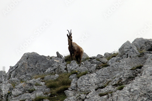 Picinisco, Italy - June 2, 2021: The chamois of the Abruzzo Lazio and Molise National Park near Passo dei Monaci