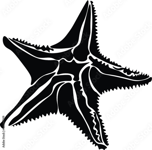 sea star fish