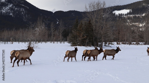elk deer herd in winter canada