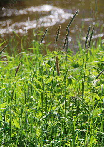 Green grass and trees in nature in summer photo