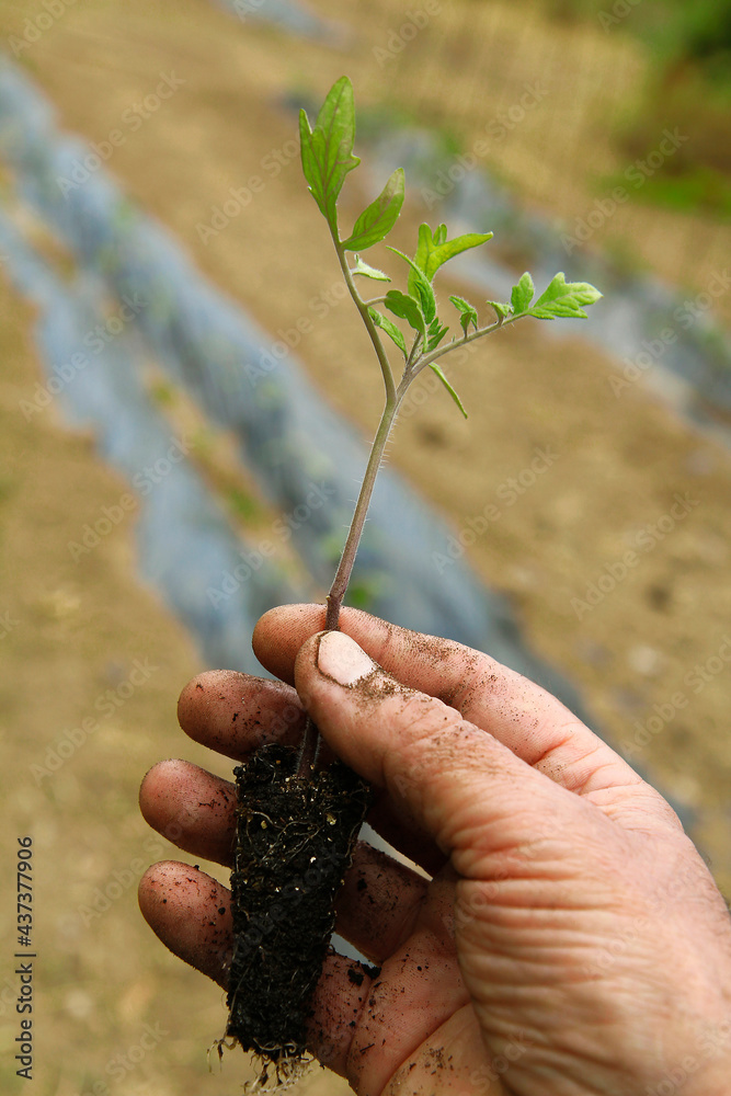 Planting tomato plants in the kitchen garden. Planting tomato plants in the kitchen garden.