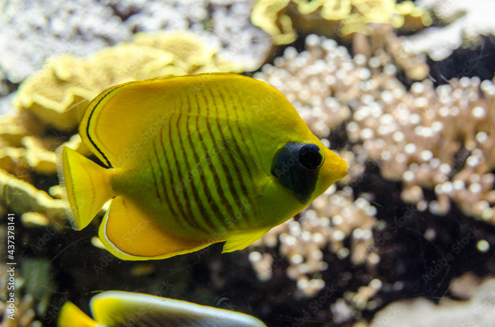 Fotografie ACUARIO MONTECARLO PECES