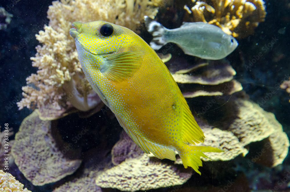 Obraz premium PECES SUBMARINISMO BUCEO ACUARIO