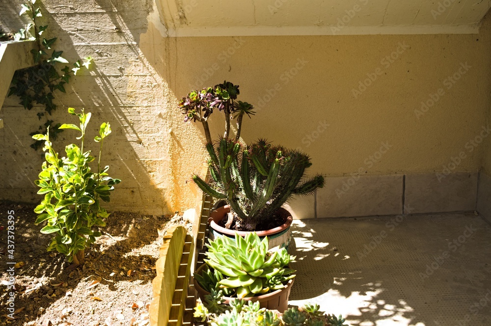 Φωτογραφία Pots full of succulent plants in the garden (Marche, Italy, Europe)