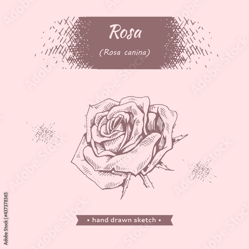 Roses . Detailed hand-drawn sketches, vector