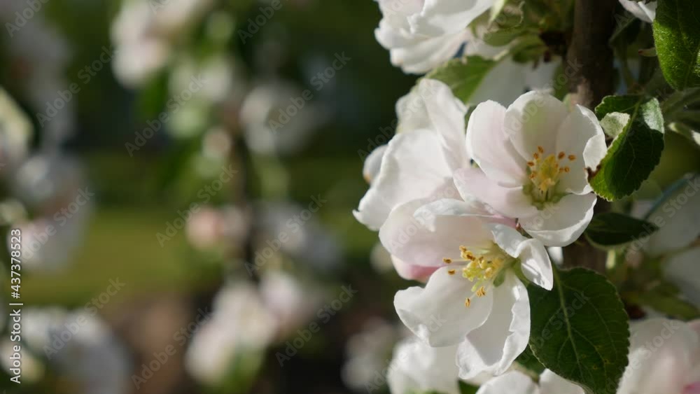 Apple tree President columnar with white flowers in spring bloom. Spring Flowers. Flowering in the garden trees, against the background of blooming white flowers. Nature. Close-up Apple tree President columnar with white flowers in spring bloom. Spring Flowers. Flowering in the garden trees, against the background of blooming white flowers. Nature. Close-up