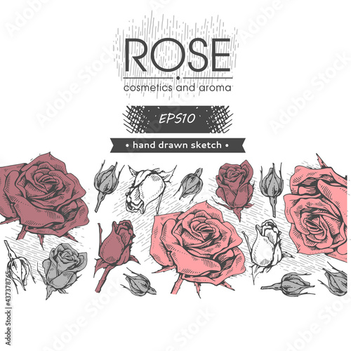 Background with Roses. Detailed hand-drawn sketches, vector