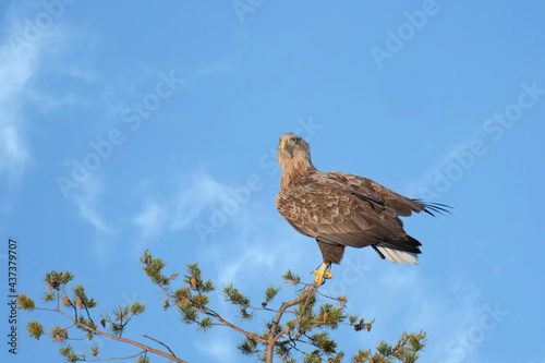 Wallpaper Mural Beautiful white-tailed eagle sitting on the top of a pine tree Torontodigital.ca