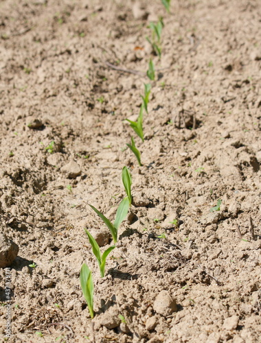 A farmer's new crop starting to grow in rows in the soil of a field. Shot vertically.