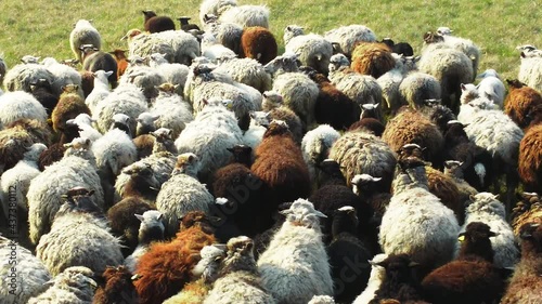 domestic sheep on the pasture aerial video. flock of sheep grazing. cattle farming in the hills, extensive farming. global agricultural economy. Domestic sheep in the countryside
