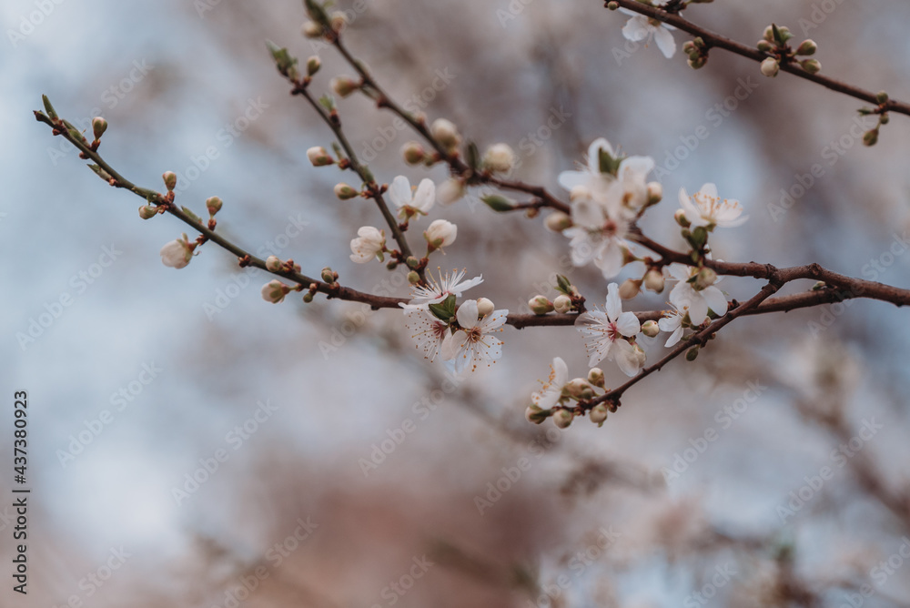 branch of a cherry tree