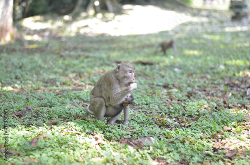 monkey bring her kid or baby while finding a food