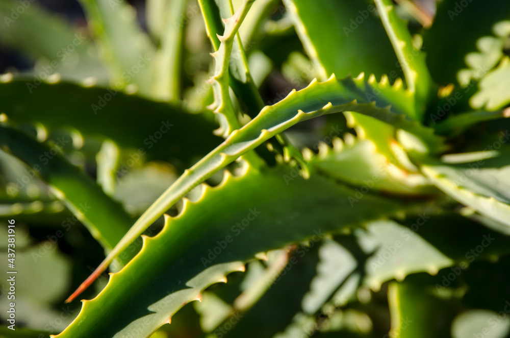 Fototapeta premium menton francia vegetación
