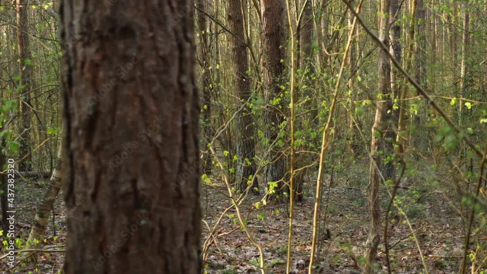 Green forest in early spring. Branches on trees with fresh and young leaves. Side view, camera move left to right.