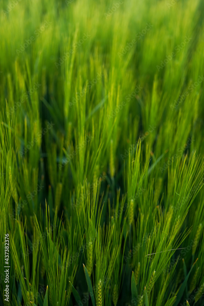 green rye fields, shallow depth of field, nature spring background