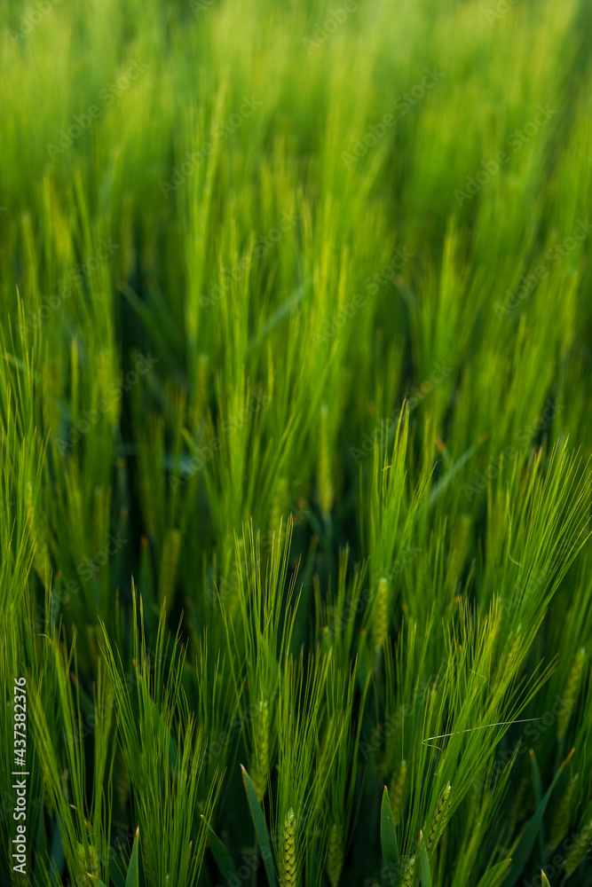 green rye fields, shallow depth of field, nature spring background green rye fields, shallow depth of field, nature spring background