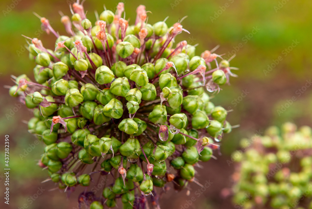 Chive flowers blossom macro photography. Head of blooming garlic. Beautiful backdrop of healthy food in nature. Planting garlic, close-up picture. Chive flowers blossom macro photography. Head of blooming garlic. Beautiful backdrop of healthy food in nature. Planting garlic, close-up picture.