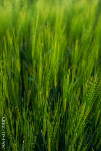 green rye fields, shallow depth of field, nature spring background