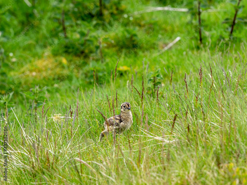 Red Grouse chicks (Lagopus lagopus) hiding in deep heather on a grouse moor. Red Grouse chicks (Lagopus lagopus) hiding in deep heather on a grouse moor.