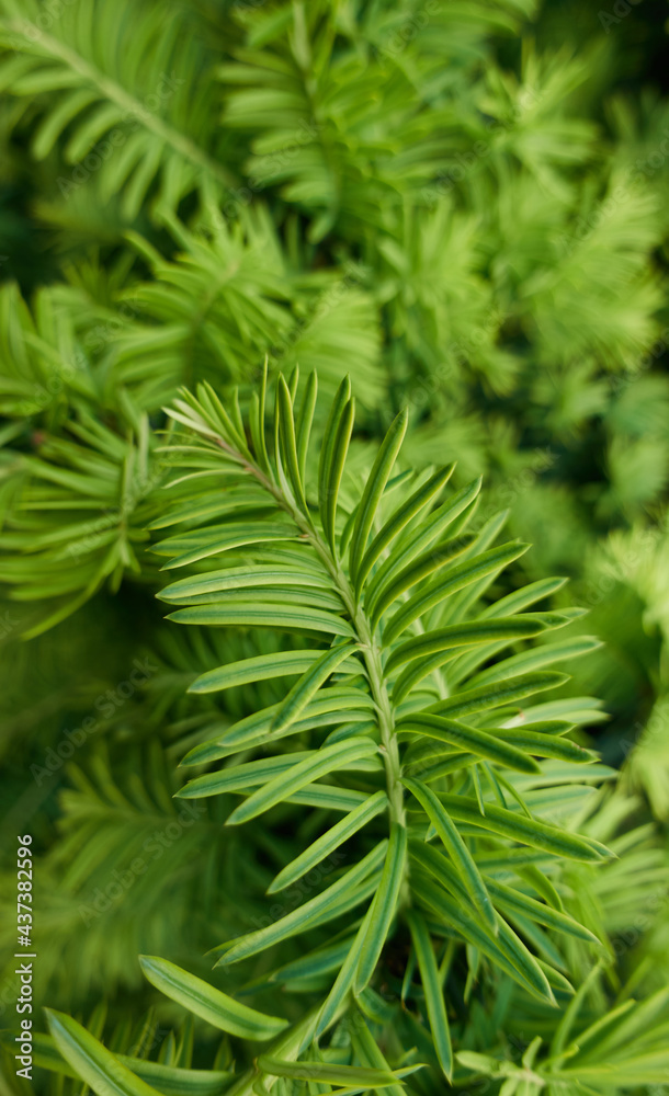 Closeup photo of green needle pine or spruce tree as natural background. Natural fir-needle branches. Blurred pine needles in background. High quality vertical photo Closeup photo of green needle pine or spruce tree as natural background. Natural fir-needle branches. Blurred pine needles in background. High quality vertical photo