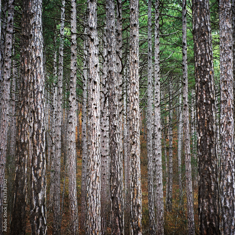 Fototapeta premium Mist forest with big dark green pine trees