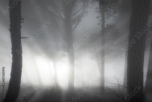 Mist dark forest with pine trees