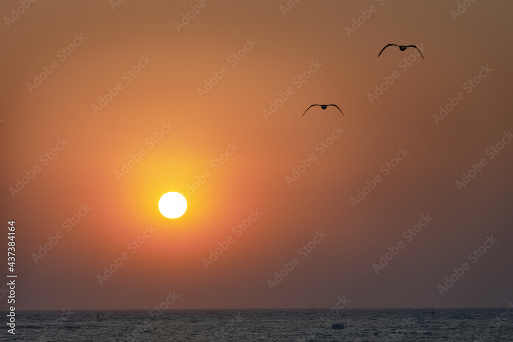 Sunset on sea, red sun and flying birds seagulls