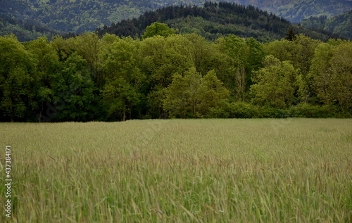 Frühling im Dreisamtal bei Freiburg photo