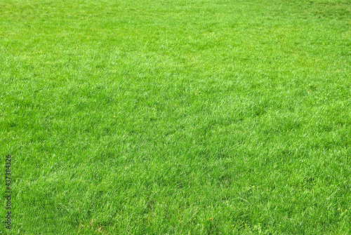 Green grass texture can be used for nature background