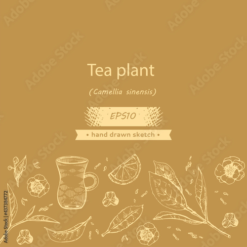 Detailed hand-drawn sketch tea plant and cooking tools.