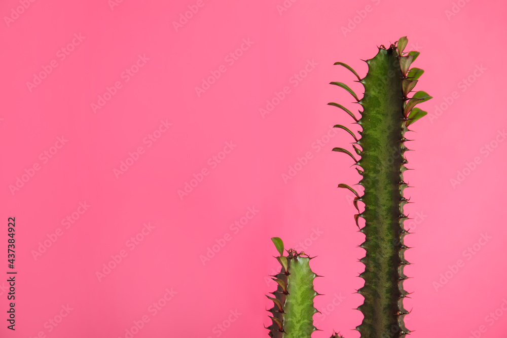 Naklejka premium Beautiful cactus on pink background, space for text