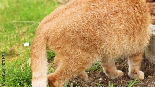 chat grattant le sol dans le jardin photo