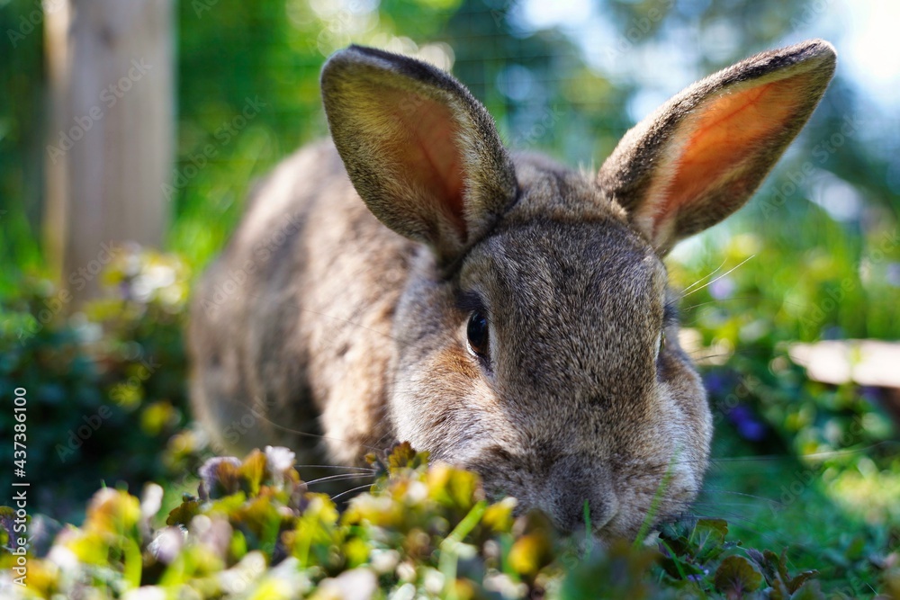 Fototapeta premium Hase