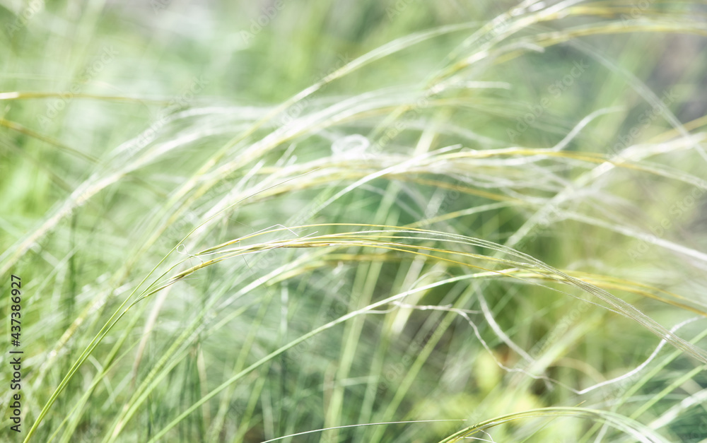 Nature background with wildgrass under sunlight. Selective focus. Plant background. Nature background with wildgrass under sunlight. Selective focus. Plant background.