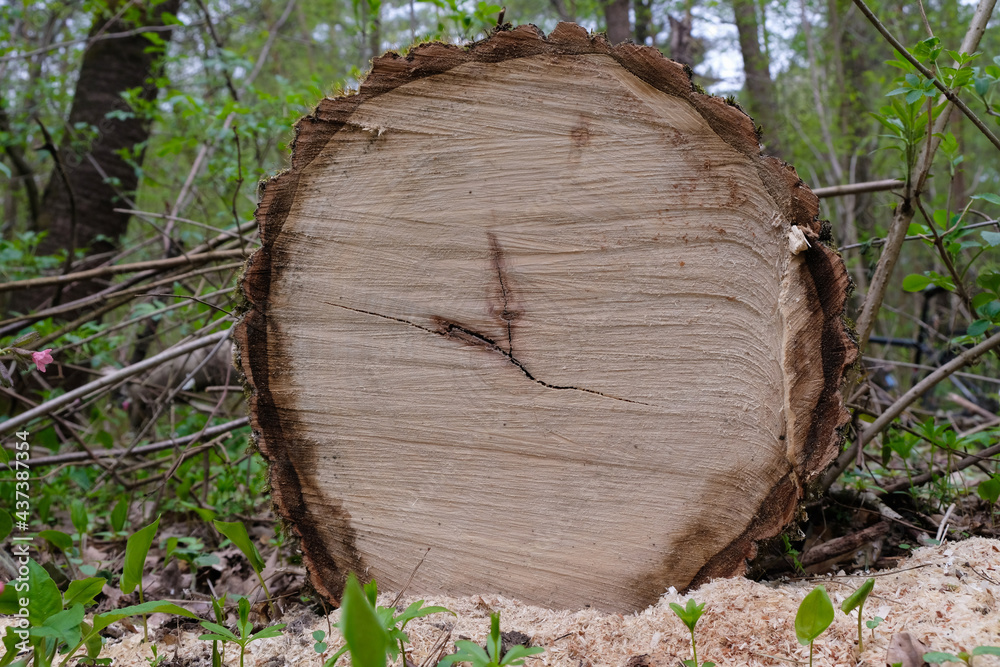 Fototapeta premium Sawn ash tree on a forest background. Defective wood.