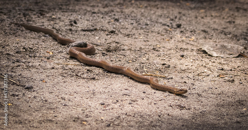 Smooth snake (Coronella austriaca) basking in the sand.