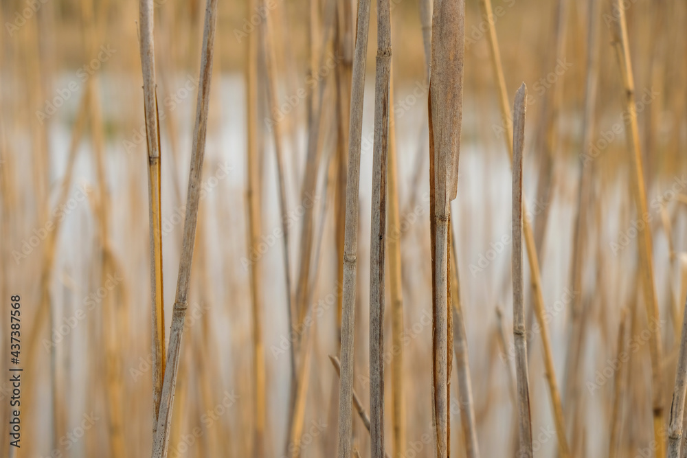 Dry reeds on the water background. Set sail champagne color. Dry reeds on the water background. Set sail champagne color.