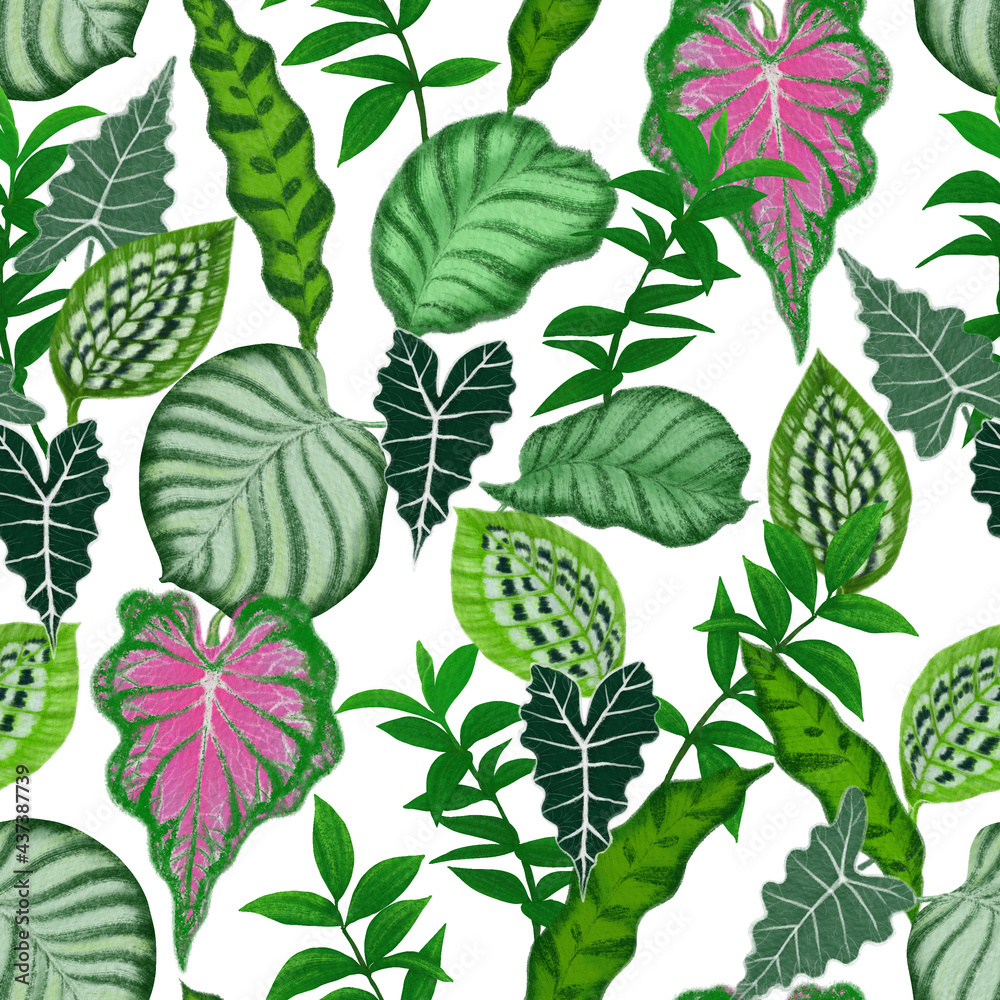 Illustration of tropical plant leaves painting, green Calathea and Monstera leaf